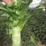 青皮红叶莴笋大量上市品质保证一手货源量大从优