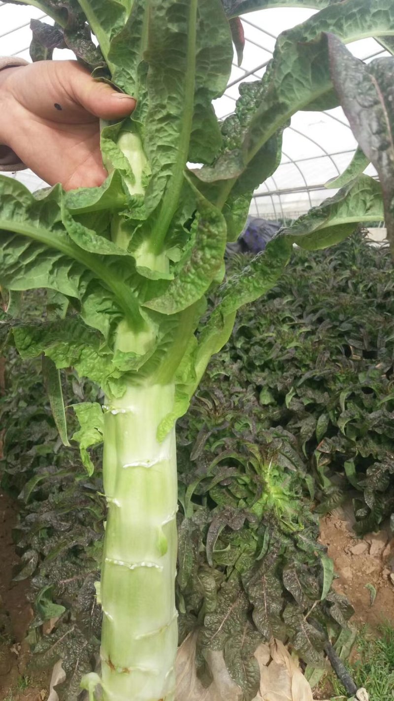 青皮红叶莴笋大量上市品质保证一手货源量大从优