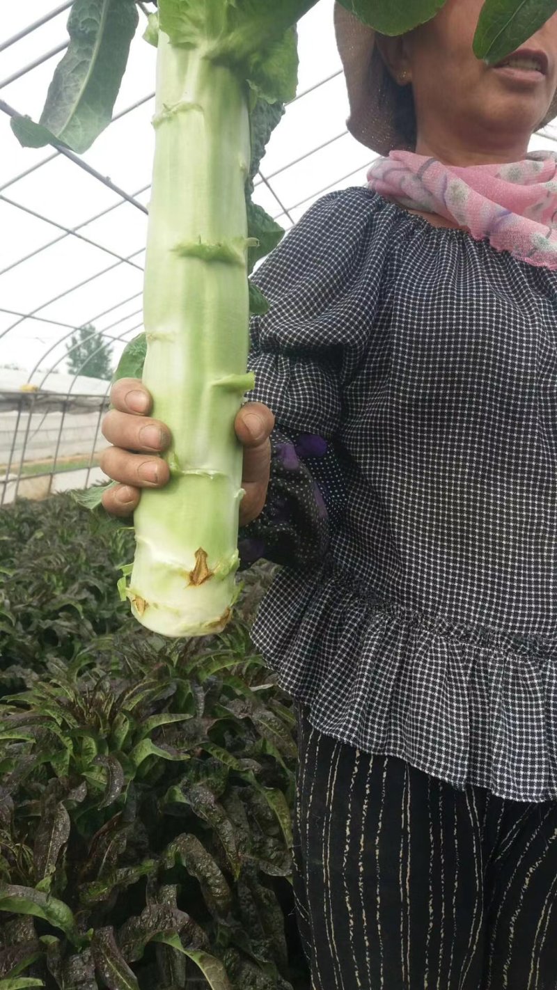 青皮红叶莴笋大量上市品质保证一手货源量大从优