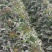 青皮红叶莴笋大量上市品质保证一手货源量大从优