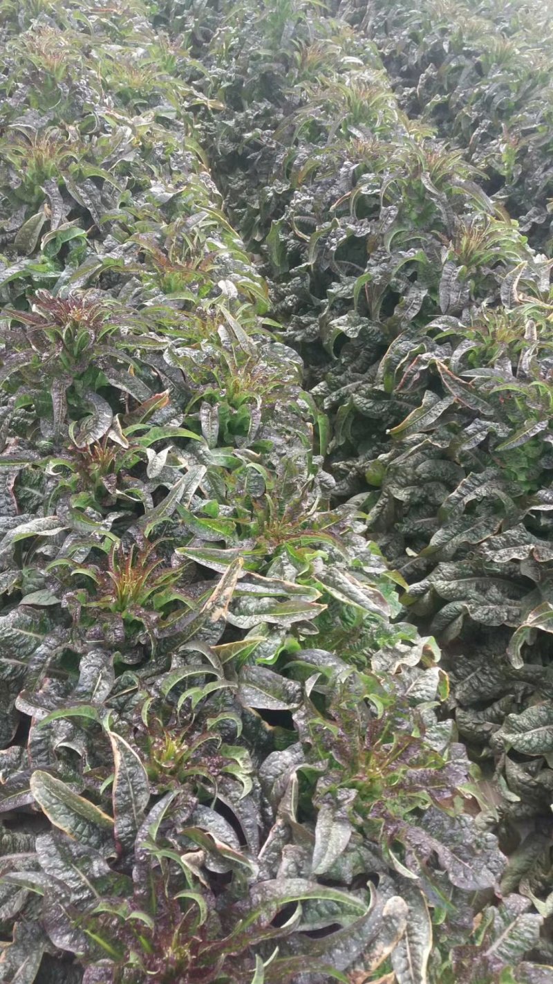 青皮红叶莴笋大量上市品质保证一手货源量大从优