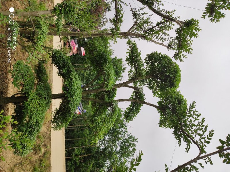造型小叶女贞.一手货源自家苗圃绿化种植大量批发