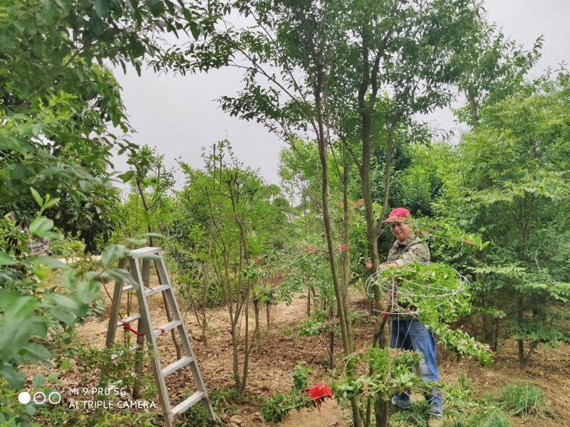 造型小叶女贞.一手货源自家苗圃绿化种植大量批发