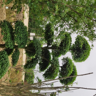 造型小叶女贞.一手货源自家苗圃绿化种植大量批发