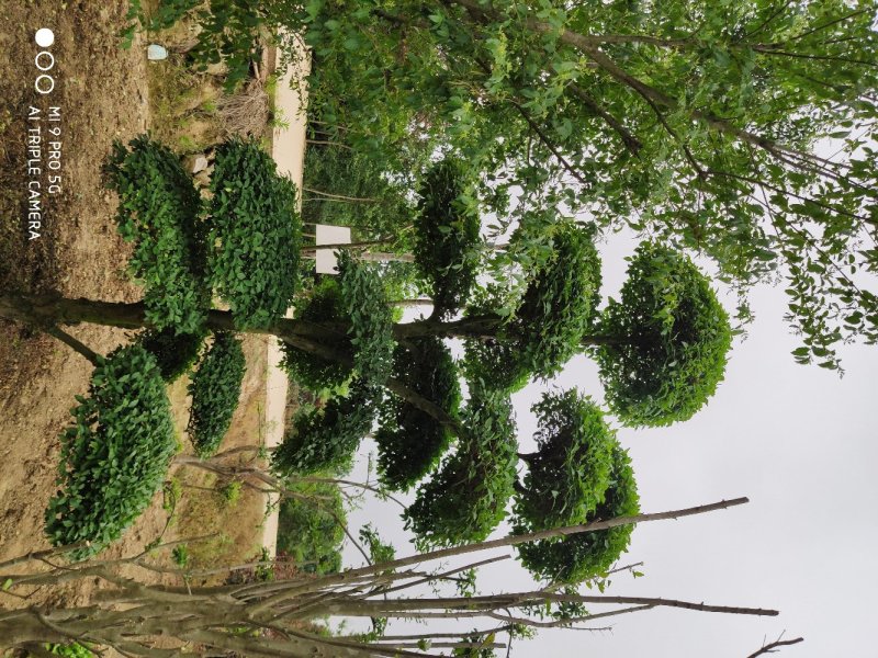 造型小叶女贞.一手货源自家苗圃绿化种植大量批发