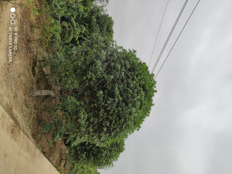 桂花..一手货源自家苗圃绿化种植大量批发