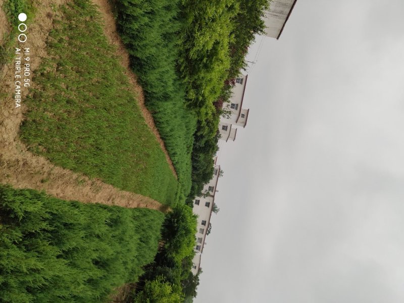 桧柏..一手货源自家苗圃绿化种植大量批发