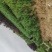 桧柏..一手货源自家苗圃绿化种植大量批发