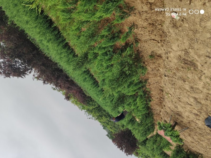 桧柏..一手货源自家苗圃绿化种植大量批发