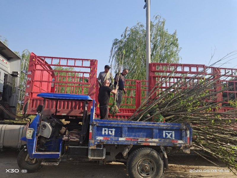 大量供应精品山桃树质优价廉货源充足，土球裸根均可