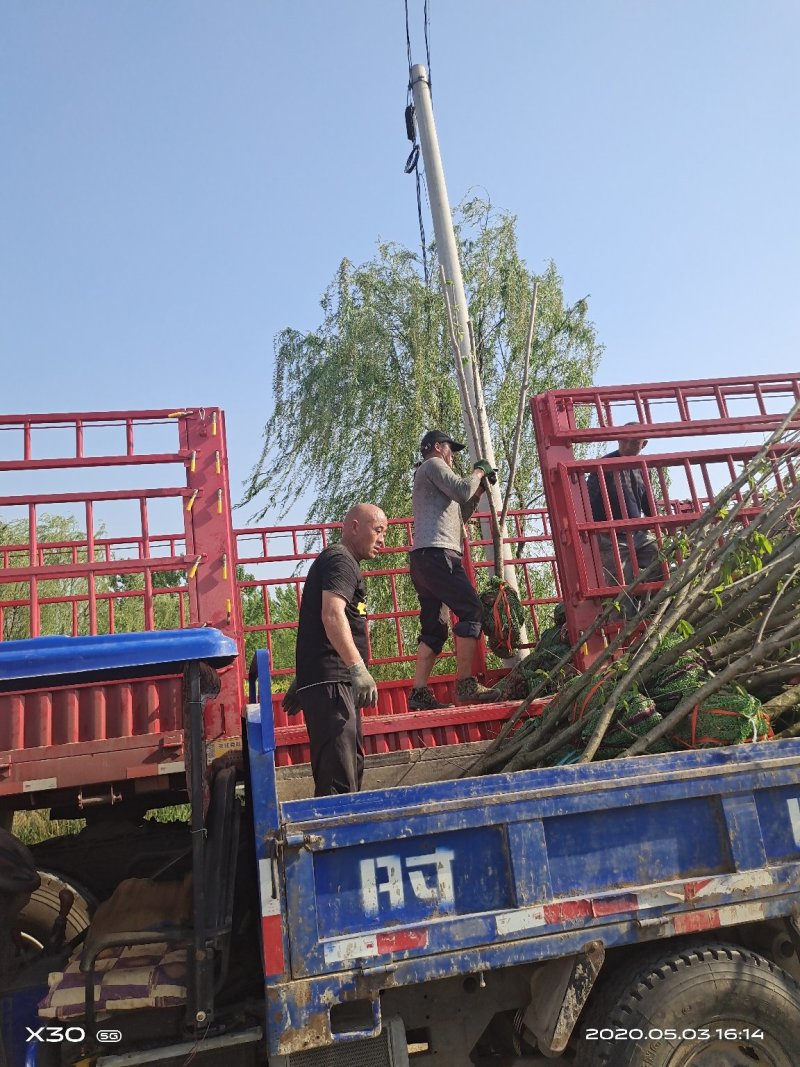 大量供应精品山桃树质优价廉货源充足，土球裸根均可