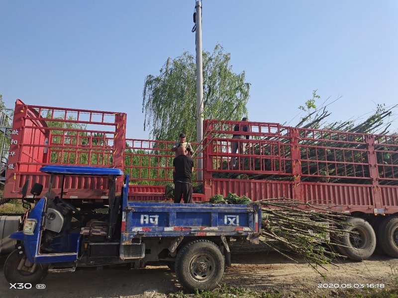 大量供应精品山桃树质优价廉货源充足，土球裸根均可