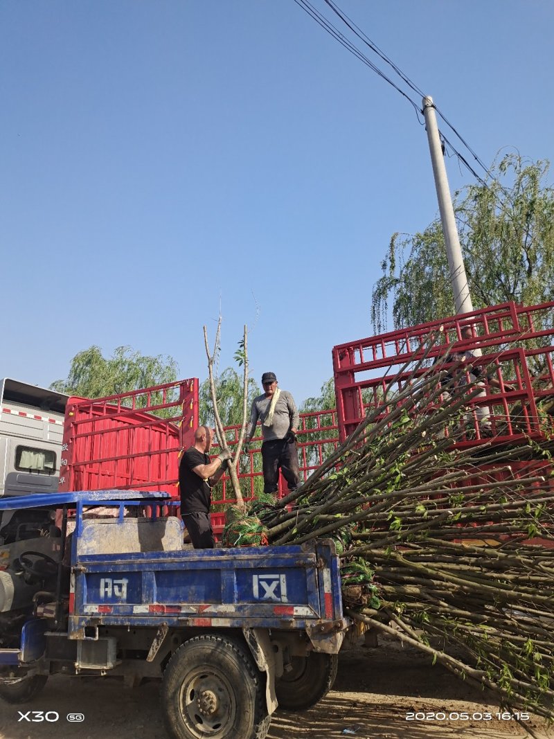 大量供应精品山桃树质优价廉货源充足，土球裸根均可