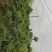 造型小叶女贞.一手货源自家苗圃绿化种植大量批发