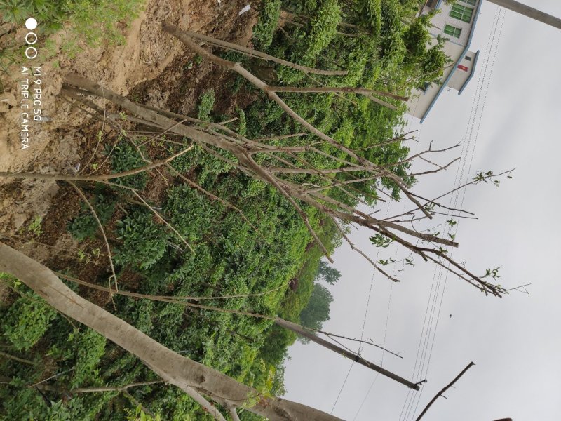 造型小叶女贞.一手货源自家苗圃绿化种植大量批发