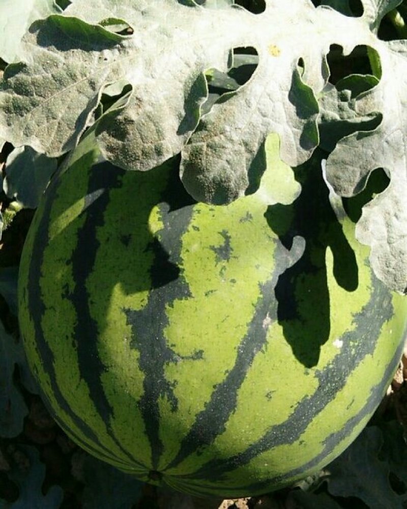 水果