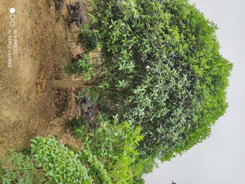桂花..一手货源自家苗圃绿化种植大量批发