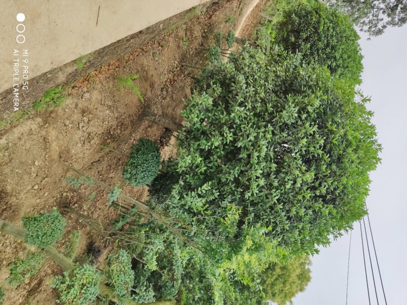 桂花..一手货源自家苗圃绿化种植大量批发