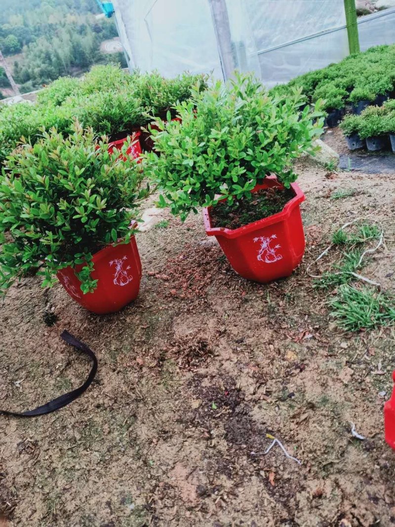 小叶赤楠盆景室内树桩熟桩金丝楠木驱邪盆栽四季常青净化空气