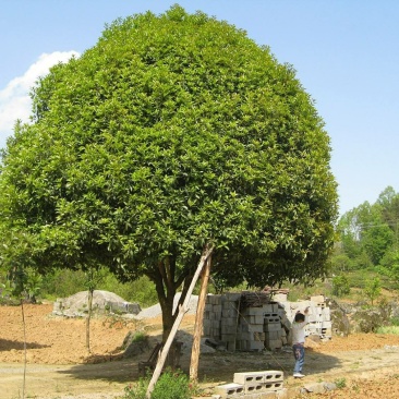 桂花..一手货源自家苗圃绿化种植大量批发