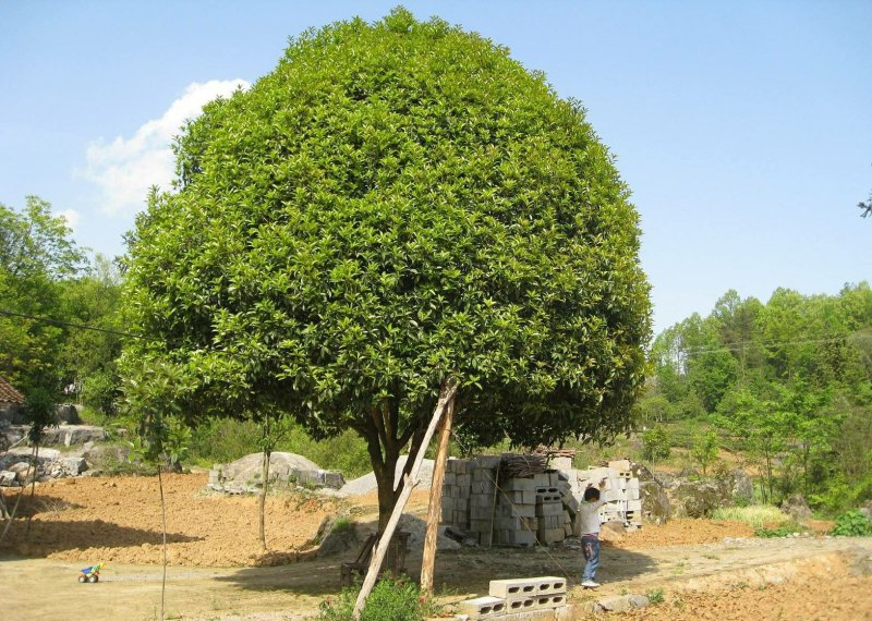 桂花..一手货源自家苗圃绿化种植大量批发