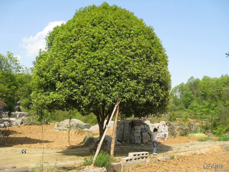 桂花..一手货源自家苗圃绿化种植大量批发