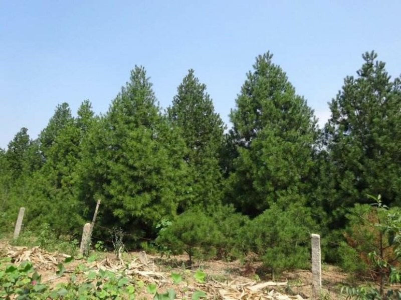 白皮松一手货源自家苗圃绿化种植大量批发