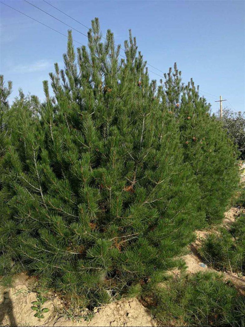 白皮松一手货源自家苗圃绿化种植大量批发