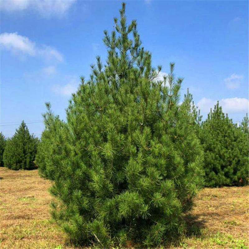 白皮松一手货源自家苗圃绿化种植大量批发