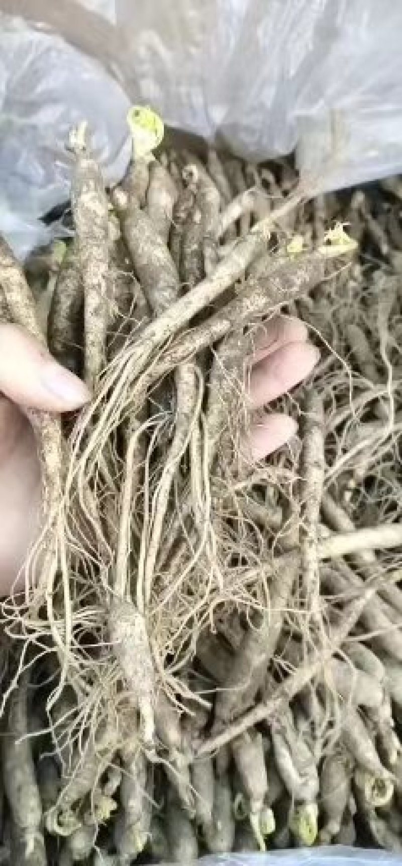 小鲜参