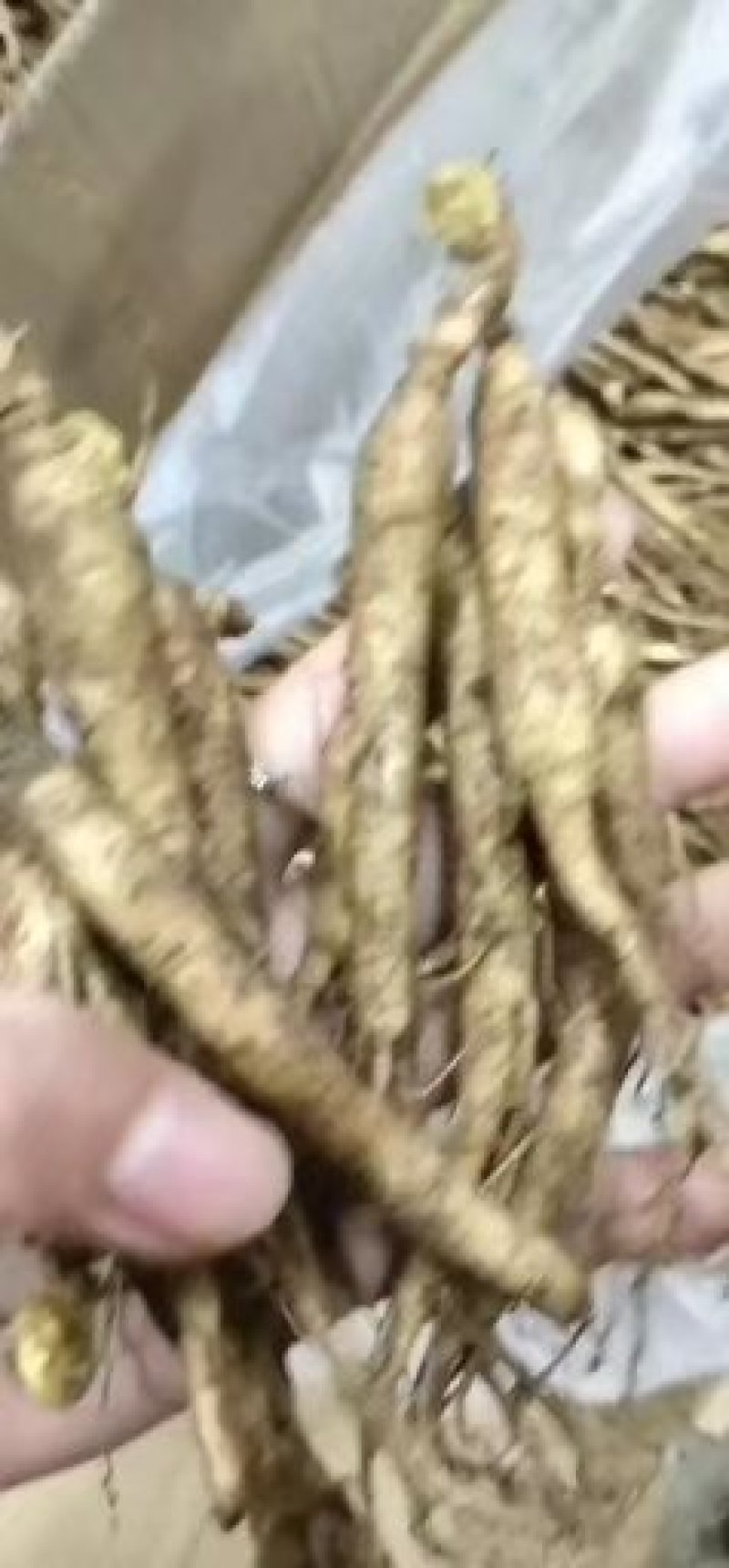 小鲜参