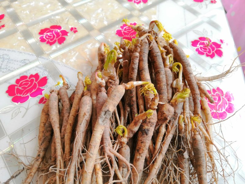 小鲜参