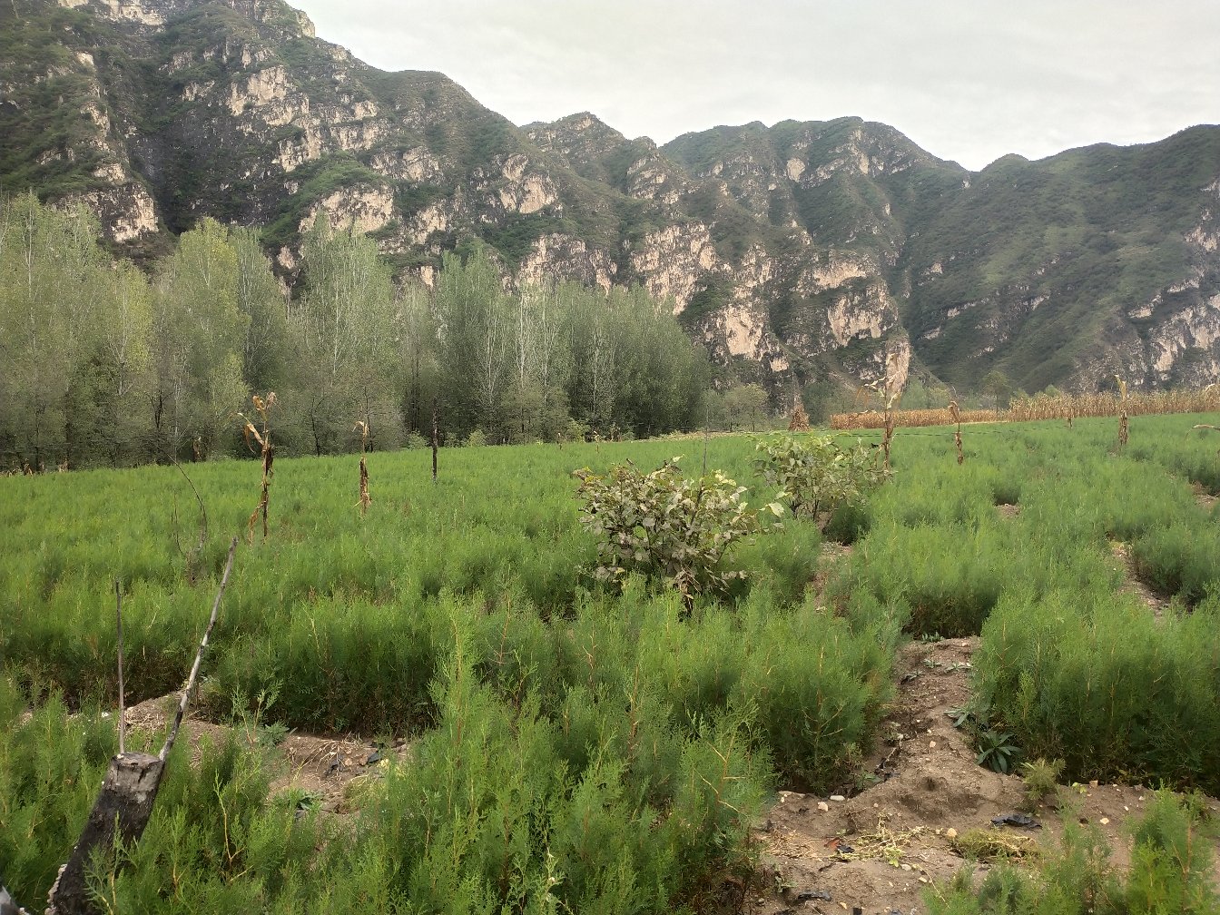 一棵千年古树侧柏矗立在山间古庙前,枝干苍劲,树皮斑驳 古树侧柏