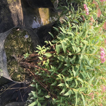绣线菊批发，夏天耐晒花卉绣线菊，四川绣线菊