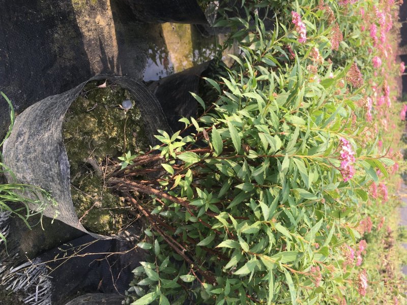 绣线菊批发，夏天耐晒花卉绣线菊，四川绣线菊