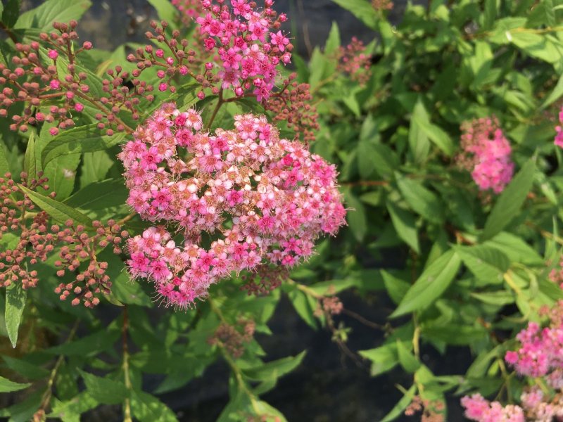 绣线菊批发，夏天耐晒花卉绣线菊，四川绣线菊