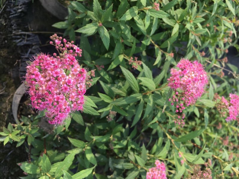 绣线菊批发，夏天耐晒花卉绣线菊，四川绣线菊