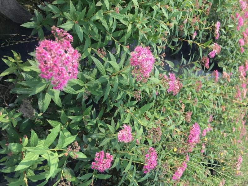 绣线菊批发，夏天耐晒花卉绣线菊，四川绣线菊