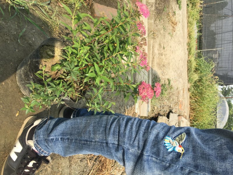 绣线菊批发，夏天耐晒花卉绣线菊，四川绣线菊