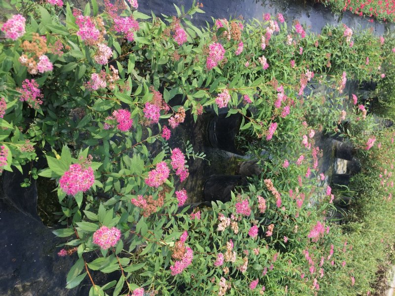 绣线菊批发，夏天耐晒花卉绣线菊，四川绣线菊