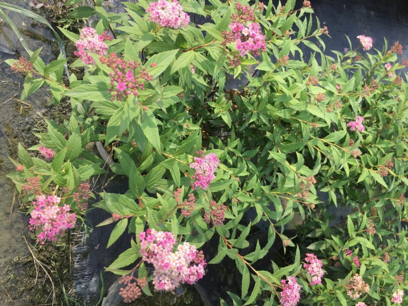 绣线菊批发，夏天耐晒花卉绣线菊，四川绣线菊