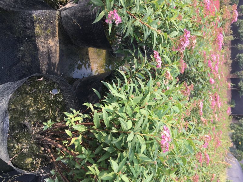 绣线菊批发，夏天耐晒花卉绣线菊，四川绣线菊