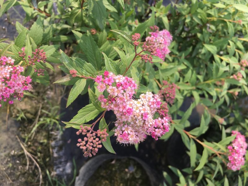绣线菊批发，夏天耐晒花卉绣线菊，四川绣线菊