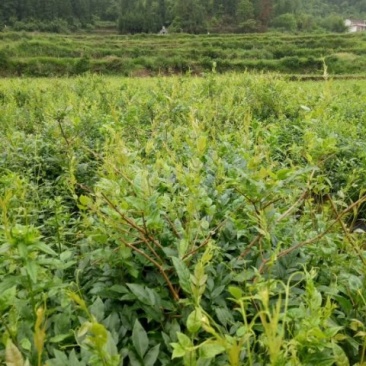 莓茶