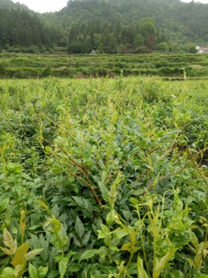 莓茶