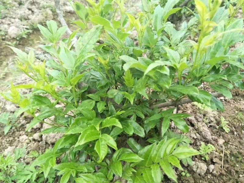 莓茶