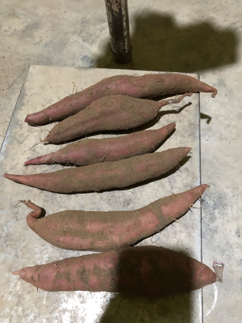 南沙一点红番薯，最近天气热中间是黄肉的，但口感不变