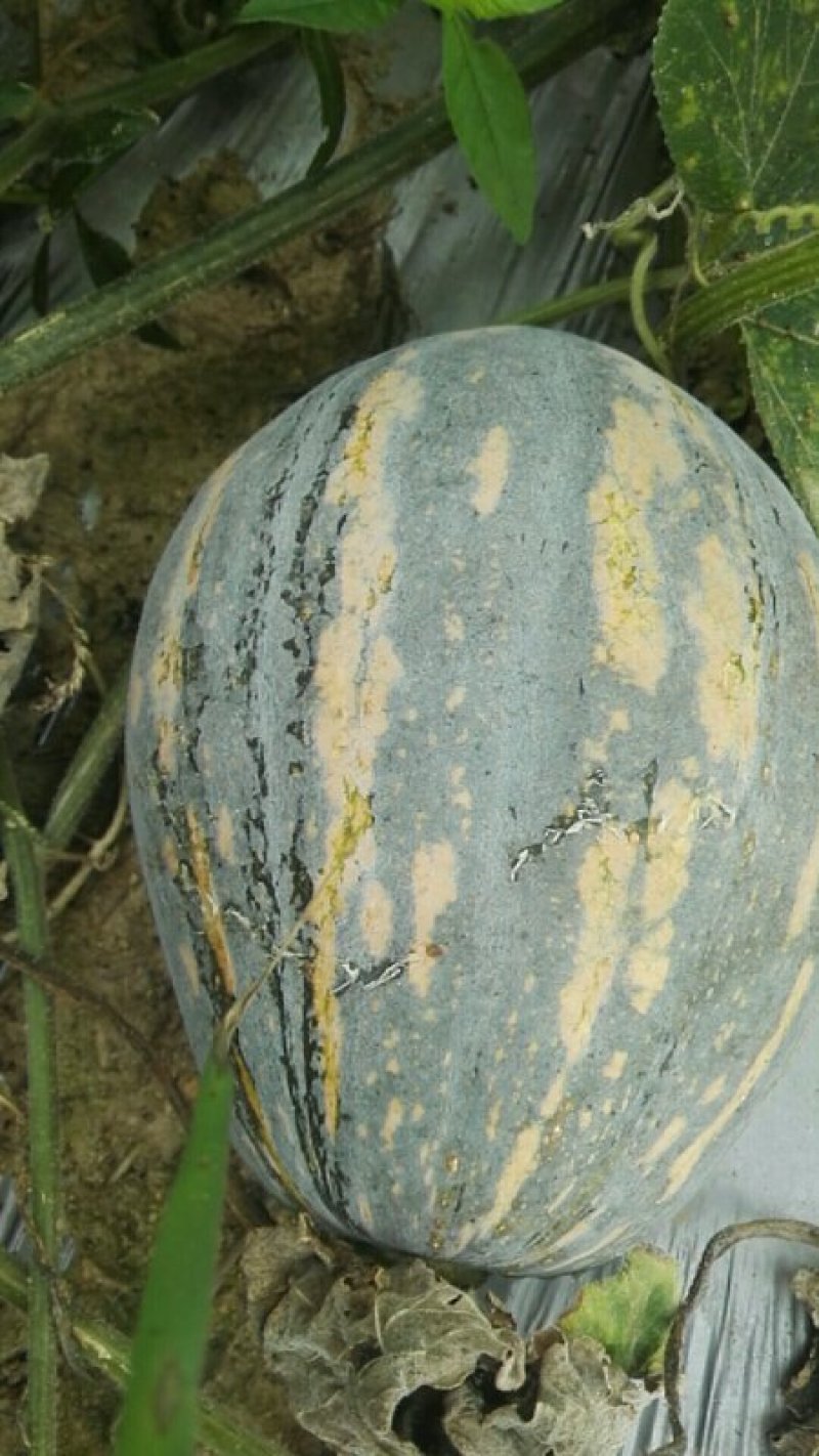 香芋南瓜广东特色南瓜味道好大量上市一手货源欢迎咨询