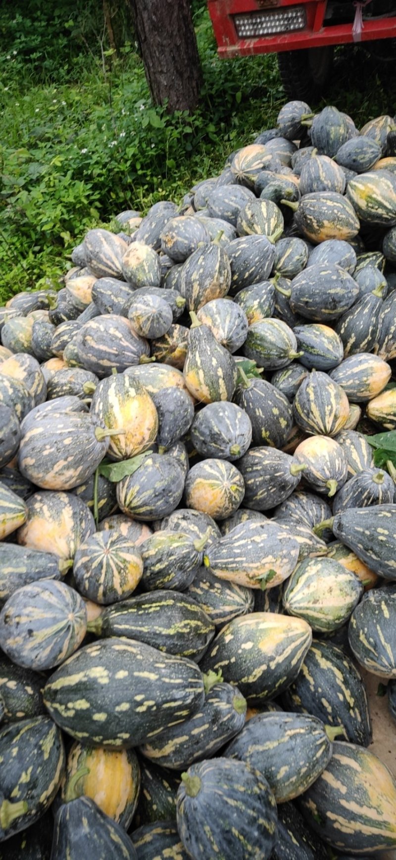 香芋南瓜广东特色南瓜味道好大量上市一手货源欢迎咨询