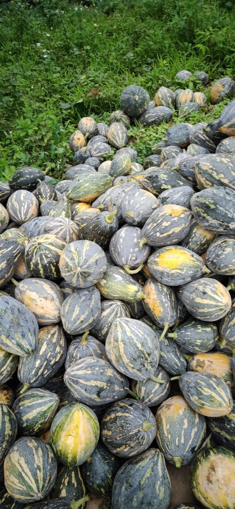 香芋南瓜广东特色南瓜味道好大量上市一手货源欢迎咨询